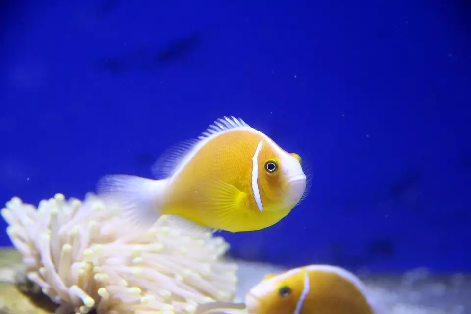 Iasc aquarium (59 grianghraf): iasc aquarium pórú sa bhaile, rogha éisc le haghaidh aquarium, fíricí suimiúla 11502_4