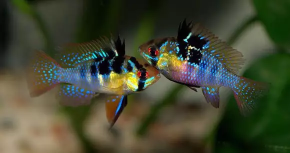 Аквариум риба (59 фотографии): одгледување аквариум риба дома, избор на риба за аквариум, интересни факти 11502_41