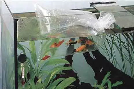 Iasc aquarium (59 grianghraf): iasc aquarium pórú sa bhaile, rogha éisc le haghaidh aquarium, fíricí suimiúla 11502_47