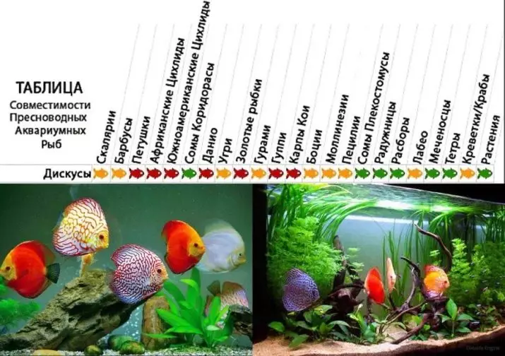 Iasc aquarium (59 grianghraf): iasc aquarium pórú sa bhaile, rogha éisc le haghaidh aquarium, fíricí suimiúla 11502_48