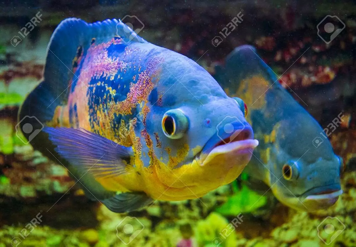 Acquario Pesce (59 foto): Allevamento Acquario Pesce a casa, Scelta di pesce per acquario, fatti interessanti 11502_55