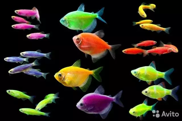 Iasc aquarium (59 grianghraf): iasc aquarium pórú sa bhaile, rogha éisc le haghaidh aquarium, fíricí suimiúla 11502_7