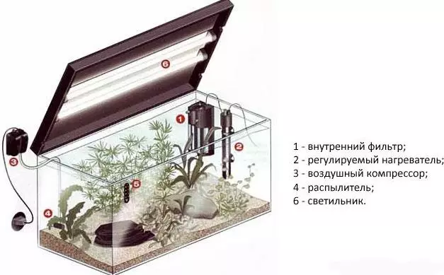 Аквариум риба (59 фотографии): одгледување аквариум риба дома, избор на риба за аквариум, интересни факти 11502_9