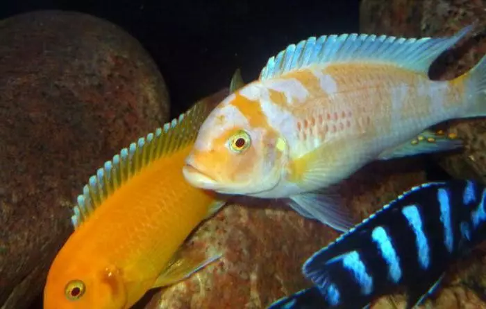 Риба и грижи аквариум (24 снимки): Как да се грижим за голям аквариум? Съдържание на аквариумни риби у дома 11507_3