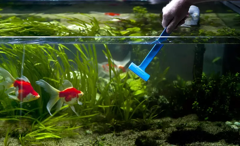 Риба и грижи аквариум (24 снимки): Как да се грижим за голям аквариум? Съдържание на аквариумни риби у дома 11507_4