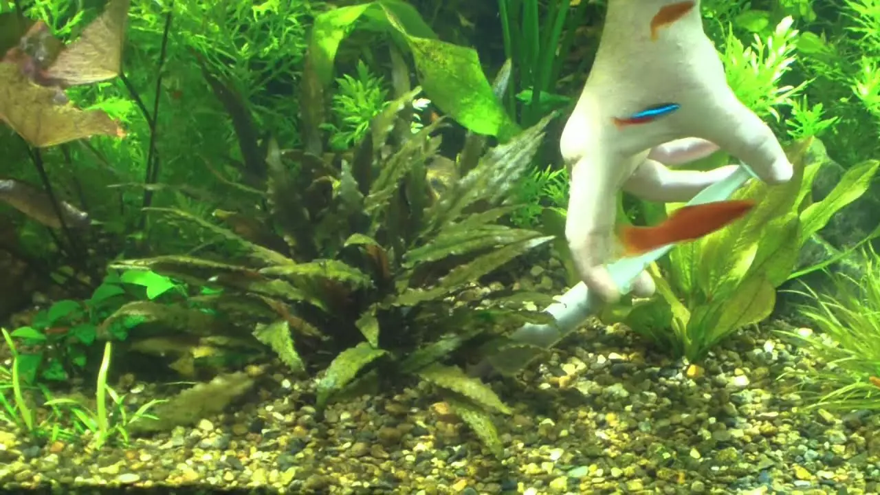 Риба и грижи аквариум (24 снимки): Как да се грижим за голям аквариум? Съдържание на аквариумни риби у дома 11507_6