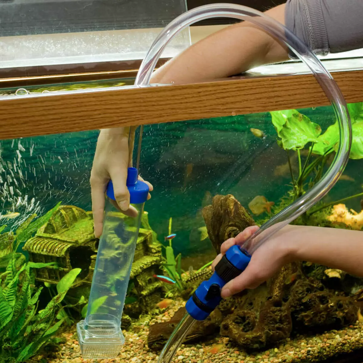 Риба и грижи аквариум (24 снимки): Как да се грижим за голям аквариум? Съдържание на аквариумни риби у дома 11507_7