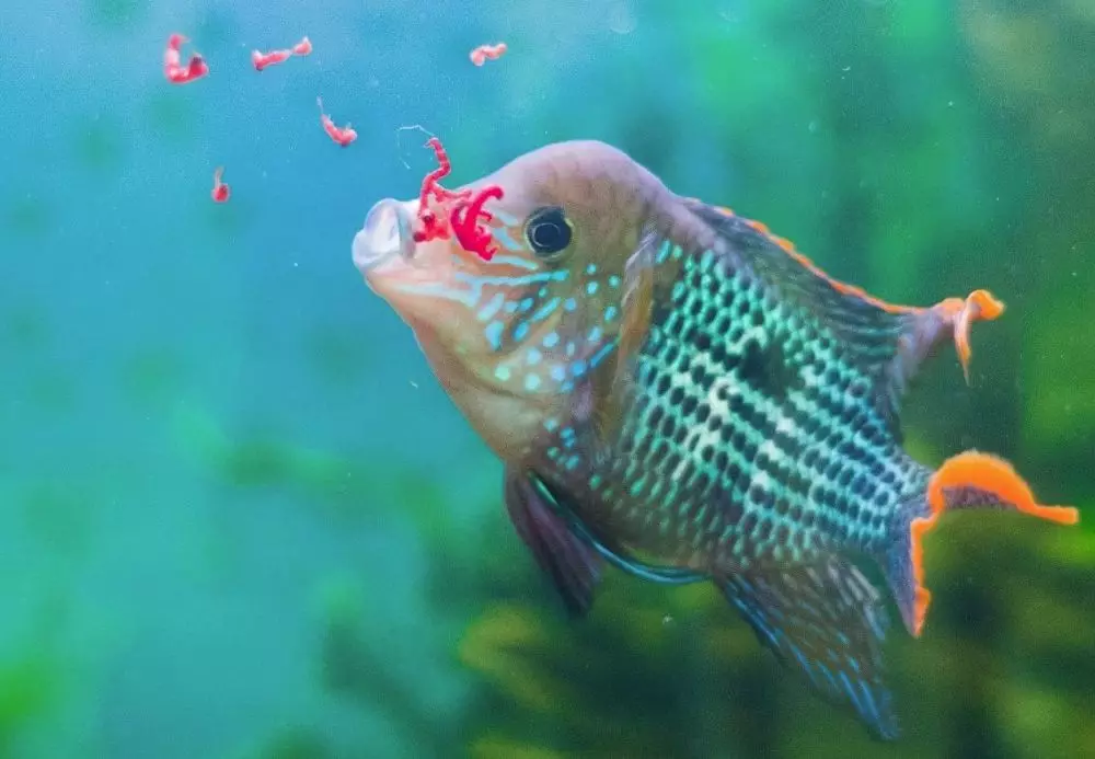 ایکویریم مچھلی (18 تصاویر) کے لئے منجمد خوراک: کس طرح جعلی مچھلی آئس کریم اور دف مچھلی کرنے کے لئے؟ کیا فیڈ ایکویریم میں مچھلی دینے کے لئے بہتر ہے؟ 11508_3