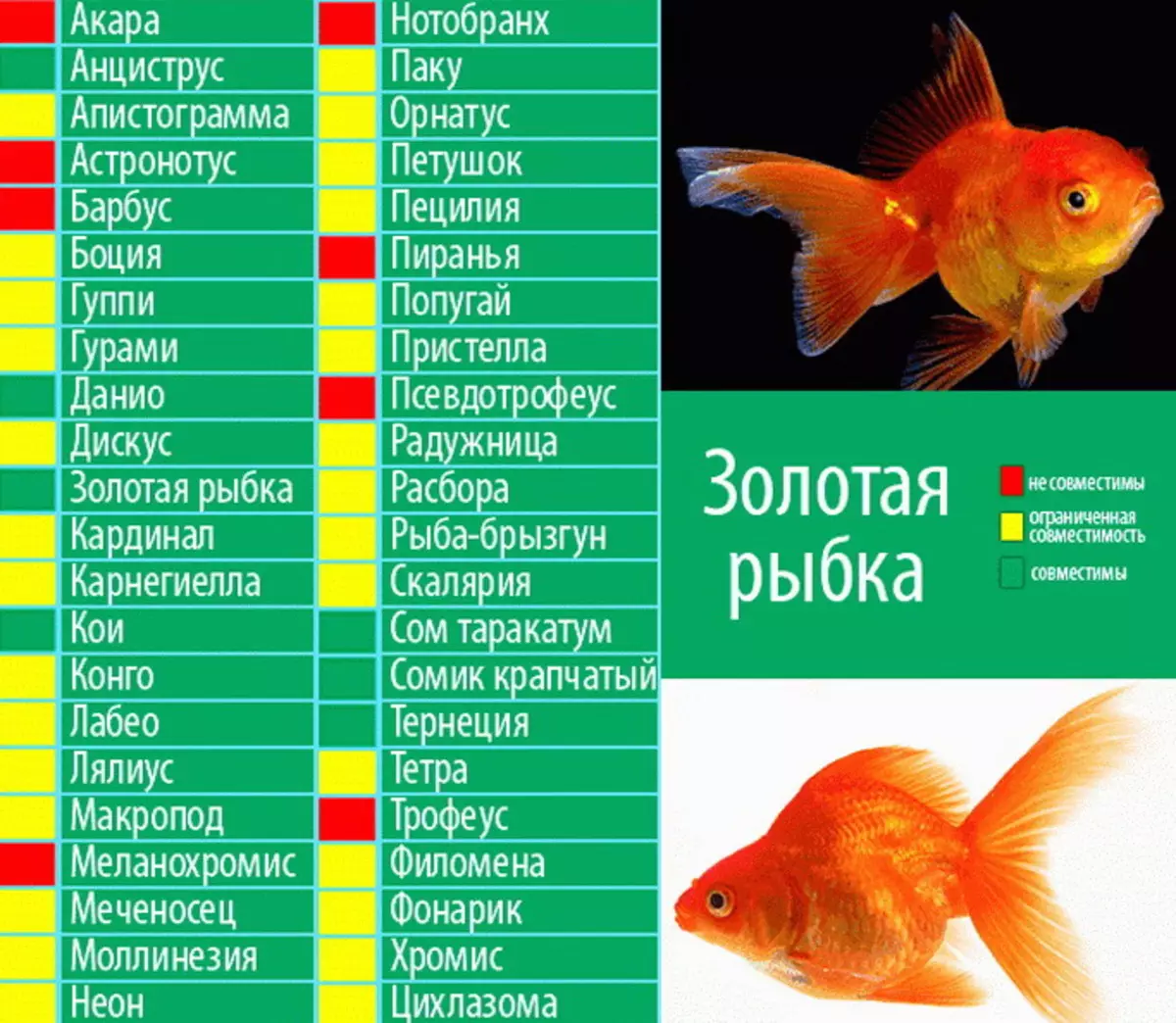 水族館の魚は何人に住んでいますか？ 22種類の品種の魚水族館における平均寿命。小さな魚は何年生きますか？ 11510_12