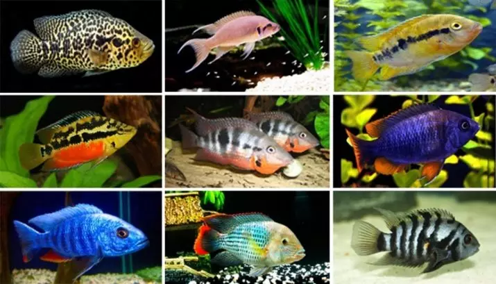 Hvor mange akvariumfisk bor? 22 Foto levetid i fisk akvarium av forskjellige raser. Hvor mange år bor liten fisk? 11510_14