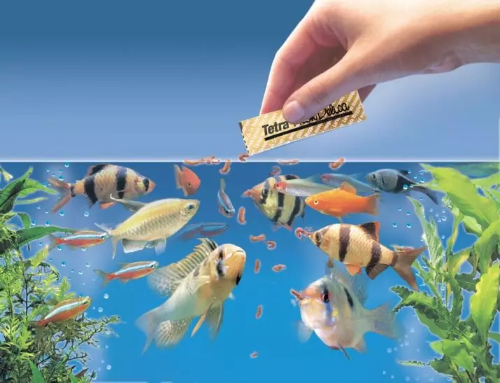 水族館の魚は何人に住んでいますか？ 22種類の品種の魚水族館における平均寿命。小さな魚は何年生きますか？ 11510_17