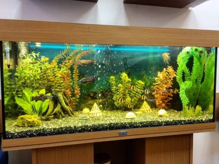 Колку аквариум риба живеат? 22 Очекувано траење на живот во рибен аквариум од различни раси. Колку години живеат мали риби? 11510_21