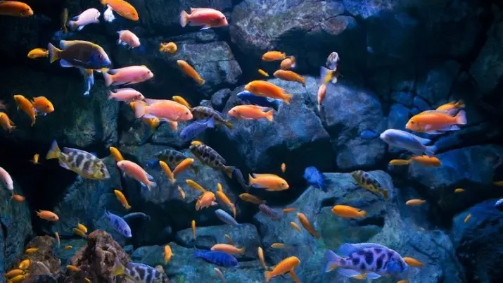Hoeveel akwariumvis leef? 22 foto lewensverwagting in vis akwarium van verskillende rasse. Hoeveel jaar leef klein vis? 11510_22