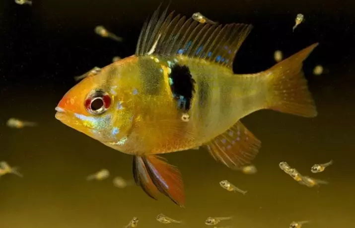 Колку аквариум риба живеат? 22 Очекувано траење на живот во рибен аквариум од различни раси. Колку години живеат мали риби? 11510_4