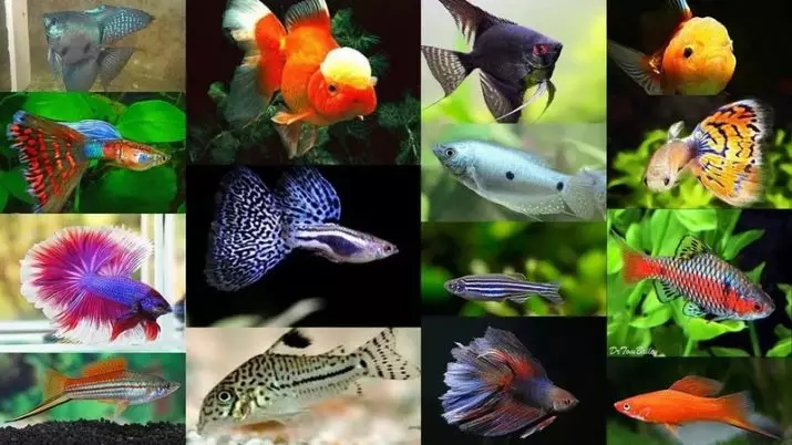 Kuinka monta akvaariokalaa elää? 22 Valokuvan elinajanodote eri rotujen kalan akvaariossa. Kuinka monta vuotta pieni kala elää? 11510_5