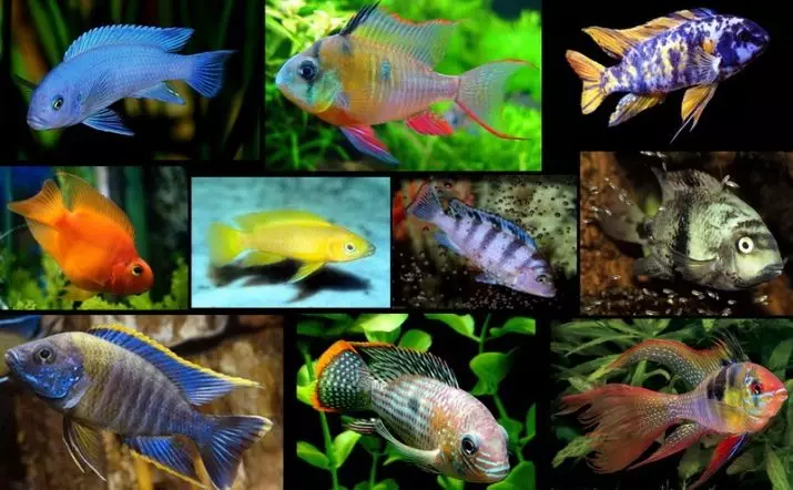 كم عدد أسماك الزينة تعيش؟ 22 صورة متوسط ​​العمر المتوقع في حوض السمك من سلالات مختلفة. كم سنة لا تعيش الأسماك الصغيرة؟ 11510_6
