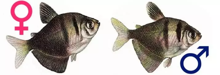 Колку аквариум риба живеат? 22 Очекувано траење на живот во рибен аквариум од различни раси. Колку години живеат мали риби? 11510_7