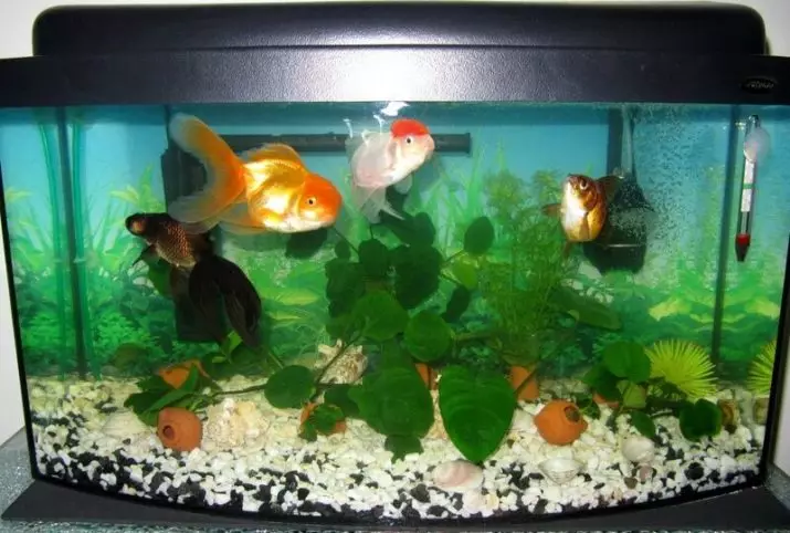Колку аквариум риба живеат? 22 Очекувано траење на живот во рибен аквариум од различни раси. Колку години живеат мали риби? 11510_8