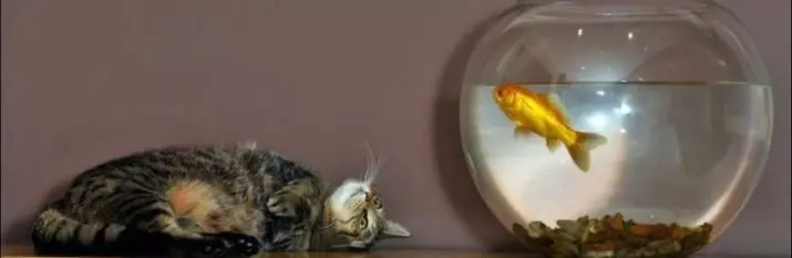 Како риба спие во аквариум? 14 Слики спијат аквариум риба ноќе? Карактеристики на риба со спиење од различни видови 11511_6