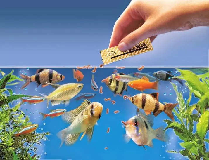 何日の魚の餌なしでは生きことができますか？ 8枚の写真はどのくらいの水槽の魚を養うことができませんか？ 2日間食べずに水槽の中で生きることができるよう、魚のでしょうか？ 11513_2