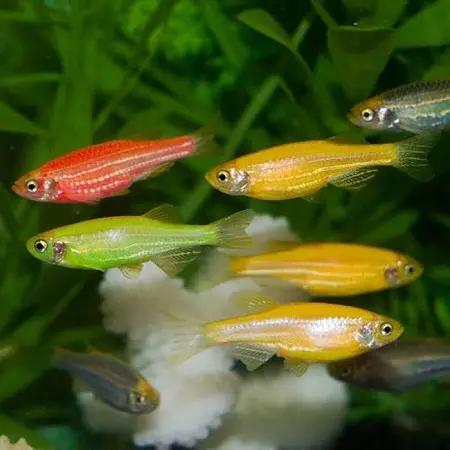 Имена рибе (16 фотографија): Како могу да зову дечаци и девојчице? Које име се може дати акваријум рибе плаве или црвене боје? 11515_15