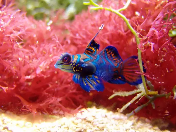 Fish navne (16 fotos): Hvordan kan drenge og piger kalder? Hvilket navn kan gives akvariefisk af blå eller rød? 11515_3