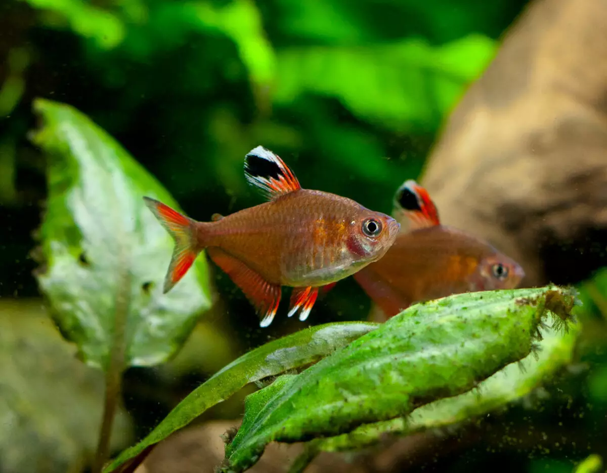 Fish navne (16 fotos): Hvordan kan drenge og piger kalder? Hvilket navn kan gives akvariefisk af blå eller rød? 11515_5