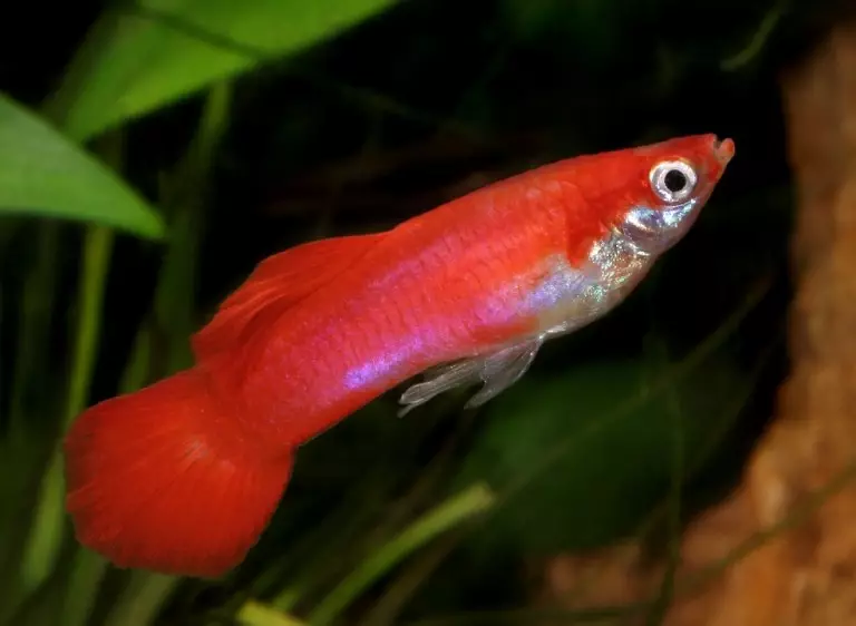 Imena rib (16 fotografij): Kako lahko fantje in dekleta pokličejo? Katero ime je mogoče dati akvarijski ribe modre ali rdeče? 11515_6