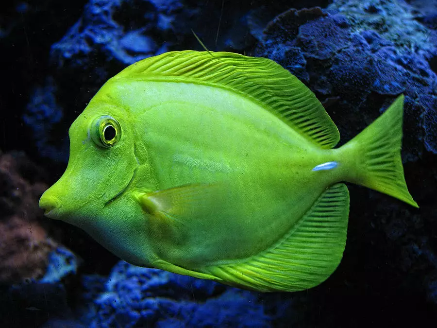 Názvy rýb (16 fotografií): Ako môžu chlapci a dievčatá volať? Aké meno môže byť podávané akvarijné ryby modrej alebo červenej? 11515_7