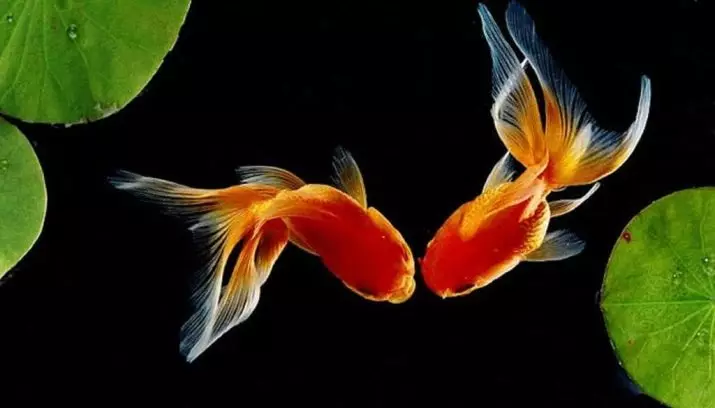 Innholdet i gullfisk og omsorg for dem (26 bilder): Hvordan bryr seg om fisk i akvariet nybegynnere? Hvordan inneholde akvarium fisk hjemme? 11516_10