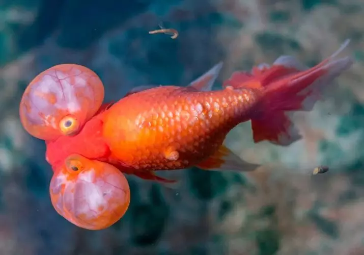 Innholdet i gullfisk og omsorg for dem (26 bilder): Hvordan bryr seg om fisk i akvariet nybegynnere? Hvordan inneholde akvarium fisk hjemme? 11516_11