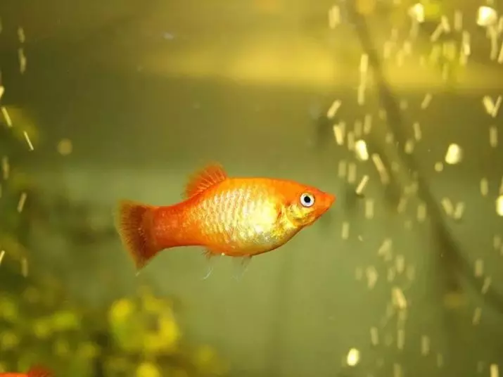Innholdet i gullfisk og omsorg for dem (26 bilder): Hvordan bryr seg om fisk i akvariet nybegynnere? Hvordan inneholde akvarium fisk hjemme? 11516_12