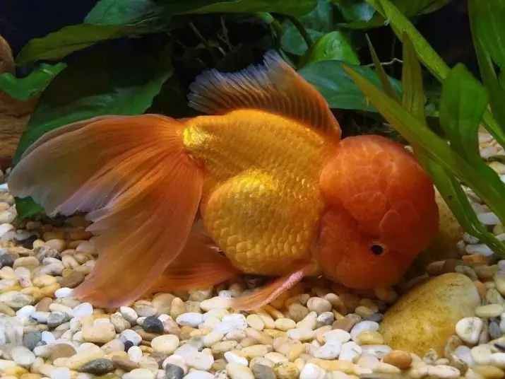 Innholdet i gullfisk og omsorg for dem (26 bilder): Hvordan bryr seg om fisk i akvariet nybegynnere? Hvordan inneholde akvarium fisk hjemme? 11516_13