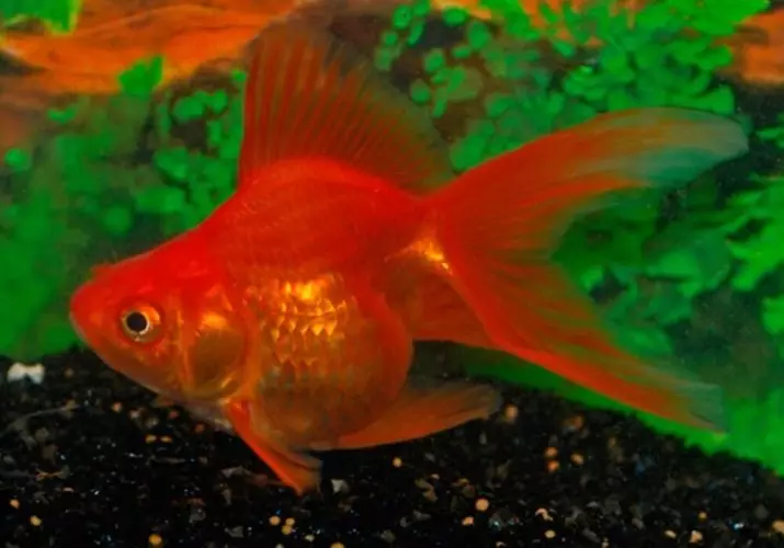 Innholdet i gullfisk og omsorg for dem (26 bilder): Hvordan bryr seg om fisk i akvariet nybegynnere? Hvordan inneholde akvarium fisk hjemme? 11516_15