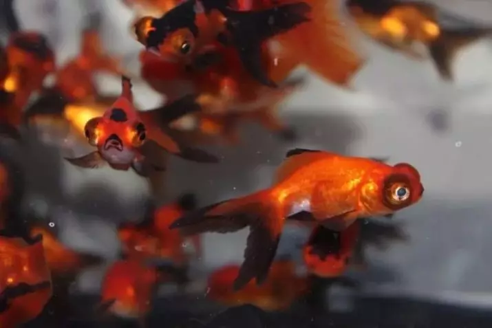 Innholdet i gullfisk og omsorg for dem (26 bilder): Hvordan bryr seg om fisk i akvariet nybegynnere? Hvordan inneholde akvarium fisk hjemme? 11516_16