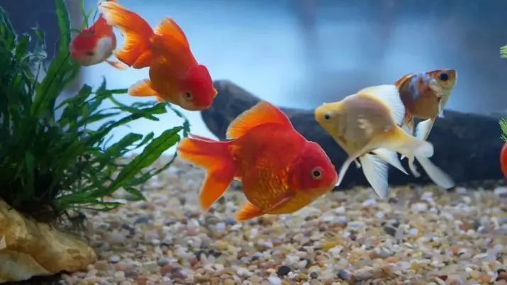 Innholdet i gullfisk og omsorg for dem (26 bilder): Hvordan bryr seg om fisk i akvariet nybegynnere? Hvordan inneholde akvarium fisk hjemme? 11516_17