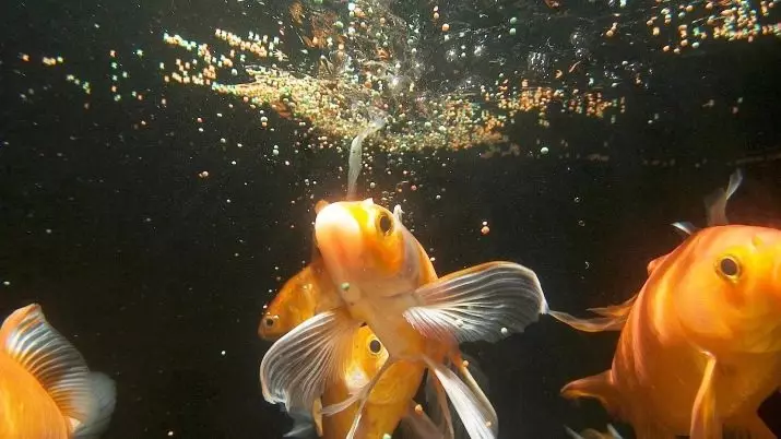 Innholdet i gullfisk og omsorg for dem (26 bilder): Hvordan bryr seg om fisk i akvariet nybegynnere? Hvordan inneholde akvarium fisk hjemme? 11516_18