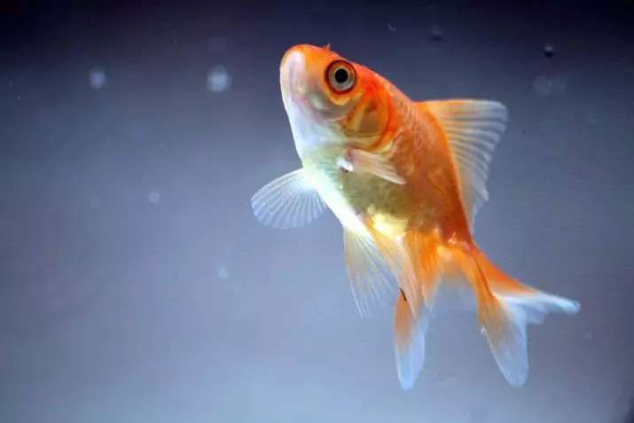 Innholdet i gullfisk og omsorg for dem (26 bilder): Hvordan bryr seg om fisk i akvariet nybegynnere? Hvordan inneholde akvarium fisk hjemme? 11516_2
