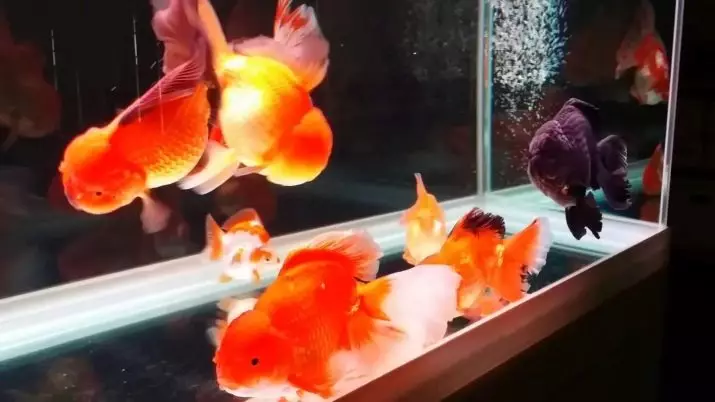 Innholdet i gullfisk og omsorg for dem (26 bilder): Hvordan bryr seg om fisk i akvariet nybegynnere? Hvordan inneholde akvarium fisk hjemme? 11516_20