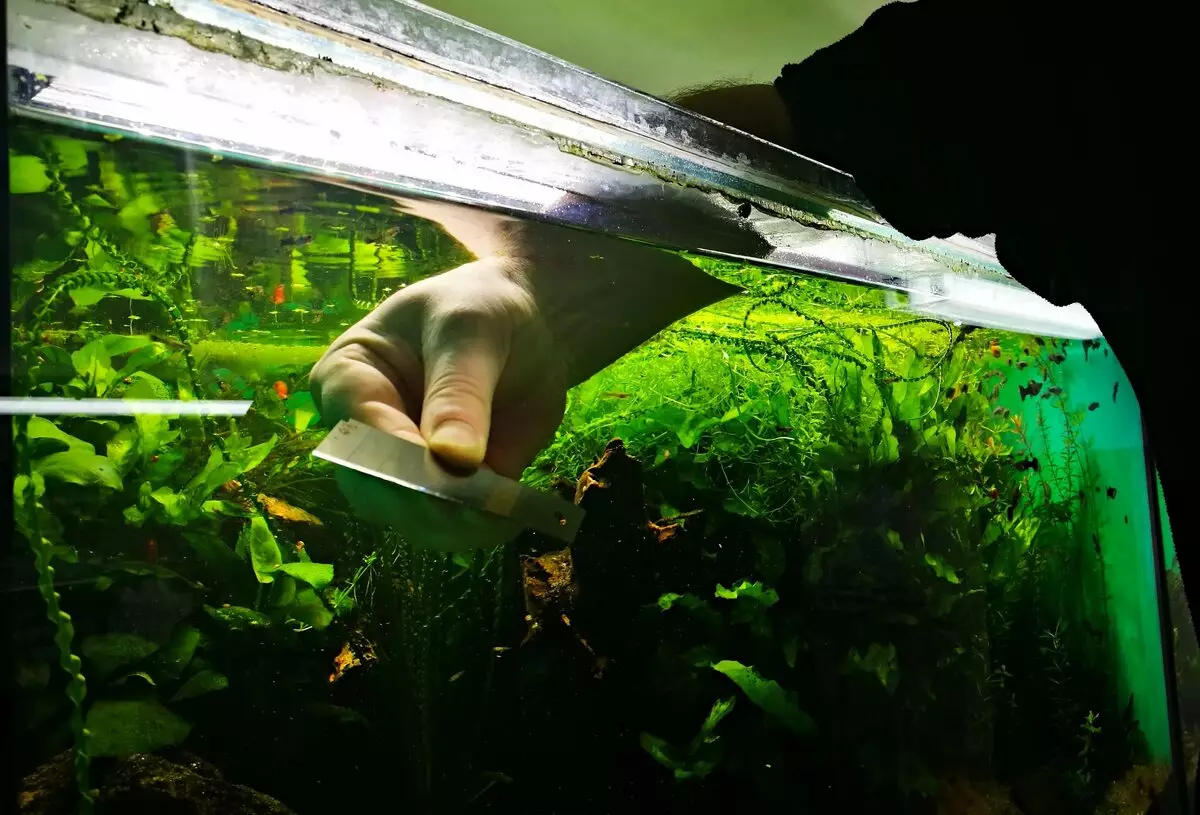 Innholdet i gullfisk og omsorg for dem (26 bilder): Hvordan bryr seg om fisk i akvariet nybegynnere? Hvordan inneholde akvarium fisk hjemme? 11516_21