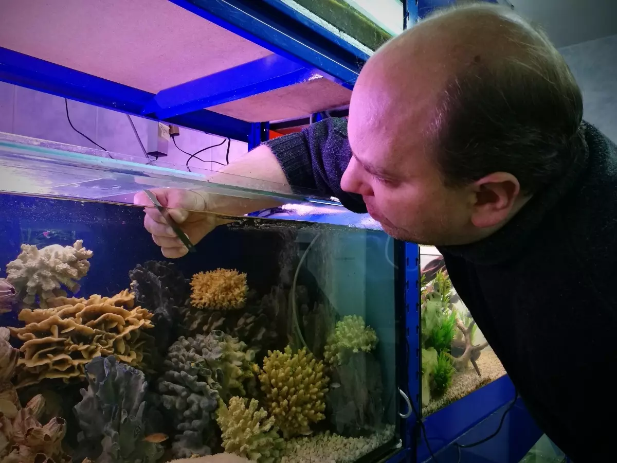 Innholdet i gullfisk og omsorg for dem (26 bilder): Hvordan bryr seg om fisk i akvariet nybegynnere? Hvordan inneholde akvarium fisk hjemme? 11516_22