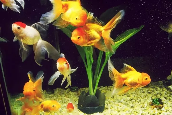 Innholdet i gullfisk og omsorg for dem (26 bilder): Hvordan bryr seg om fisk i akvariet nybegynnere? Hvordan inneholde akvarium fisk hjemme? 11516_23