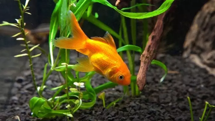 Innholdet i gullfisk og omsorg for dem (26 bilder): Hvordan bryr seg om fisk i akvariet nybegynnere? Hvordan inneholde akvarium fisk hjemme? 11516_24
