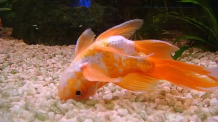 Innholdet i gullfisk og omsorg for dem (26 bilder): Hvordan bryr seg om fisk i akvariet nybegynnere? Hvordan inneholde akvarium fisk hjemme? 11516_25