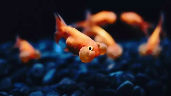 Innholdet i gullfisk og omsorg for dem (26 bilder): Hvordan bryr seg om fisk i akvariet nybegynnere? Hvordan inneholde akvarium fisk hjemme? 11516_26