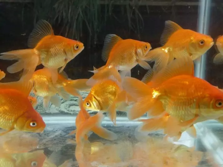 Innholdet i gullfisk og omsorg for dem (26 bilder): Hvordan bryr seg om fisk i akvariet nybegynnere? Hvordan inneholde akvarium fisk hjemme? 11516_3
