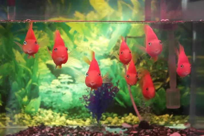 Innholdet i gullfisk og omsorg for dem (26 bilder): Hvordan bryr seg om fisk i akvariet nybegynnere? Hvordan inneholde akvarium fisk hjemme? 11516_5