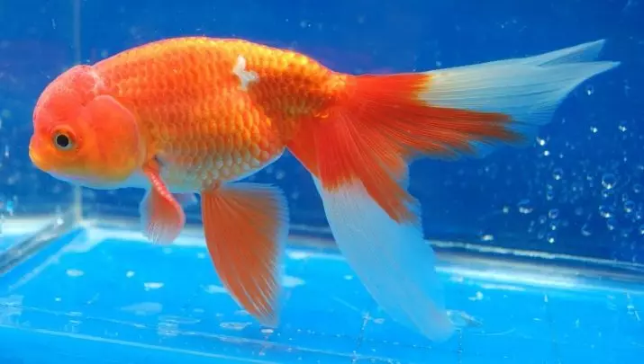 Innholdet i gullfisk og omsorg for dem (26 bilder): Hvordan bryr seg om fisk i akvariet nybegynnere? Hvordan inneholde akvarium fisk hjemme? 11516_6