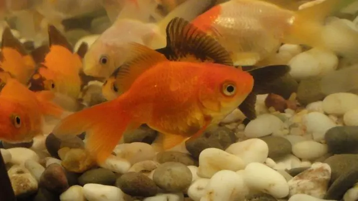 Innholdet i gullfisk og omsorg for dem (26 bilder): Hvordan bryr seg om fisk i akvariet nybegynnere? Hvordan inneholde akvarium fisk hjemme? 11516_7