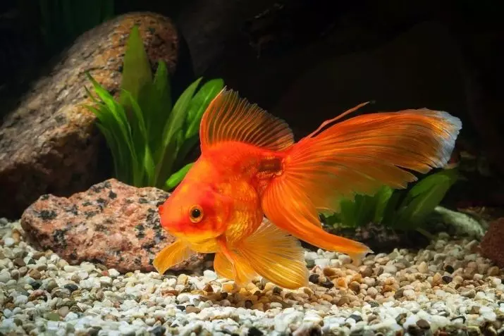 Innholdet i gullfisk og omsorg for dem (26 bilder): Hvordan bryr seg om fisk i akvariet nybegynnere? Hvordan inneholde akvarium fisk hjemme? 11516_8